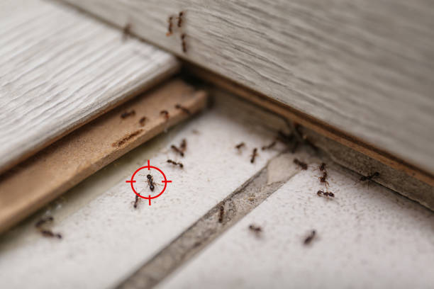 Pest Control Cost in Ringwood, NJ